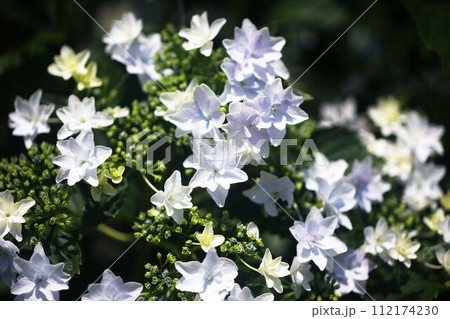 白いガクアジサイの花 112174230