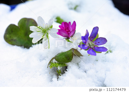 雪の中に咲く雪割草 112174479