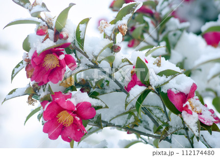 雪の中の赤いサザンカ 112174480