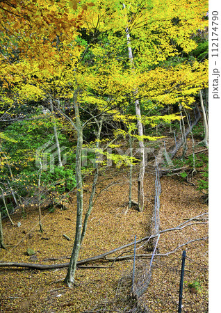 丹沢の本間ノ頭 本間ノ頭南東尾根の紅葉 丹沢の本間ノ頭 本間ノ頭南東尾根の紅葉 112174790