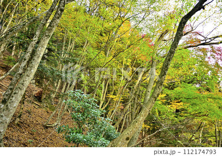紅葉の丹沢山地 本間ノ頭南東尾根の紅葉 紅葉の丹沢山地 本間ノ頭南東尾根の紅葉 112174793