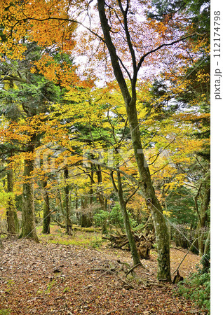 紅葉の丹沢山地 本間ノ頭南東尾根の紅葉 紅葉の丹沢山地 本間ノ頭南東尾根の紅葉 112174798