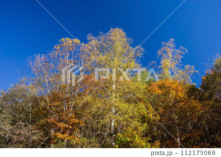 長野県道39号奈川野麦高根線・野麦峠オートキャンプ場入口の紅葉 112175069