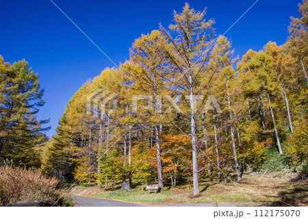 長野県道39号奈川野麦高根線カラマツ林の紅葉 112175070