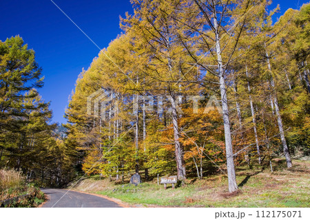 長野県道39号奈川野麦高根線カラマツ林の紅葉 長野県道39号奈川野麦高根線カラマツ林の紅葉 112175071