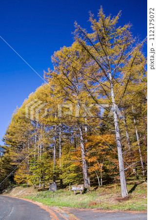 長野県道39号奈川野麦高根線カラマツ林の紅葉 112175072