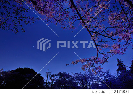 夜桜とオリオン座 112175081