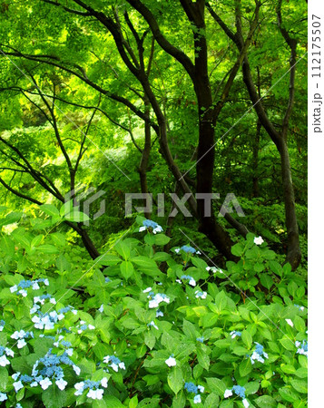 林の中の額紫陽花 林の中の額紫陽花 112175507