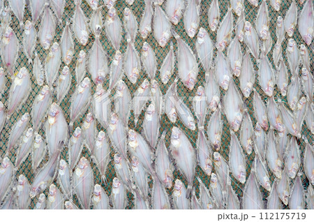 Flatfish drying in the sea breeze 112175719
