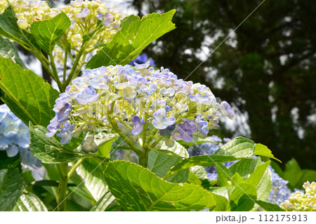 北茨城あじさいの森　2023-6-25　＃58 112175913