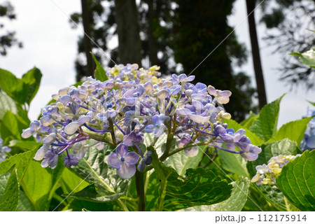 北茨城あじさいの森　2023-6-25　＃59 112175914
