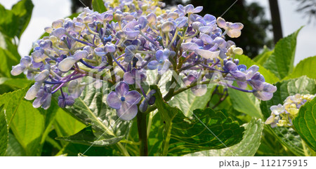 北茨城あじさいの森　2023-6-25　＃60 112175915