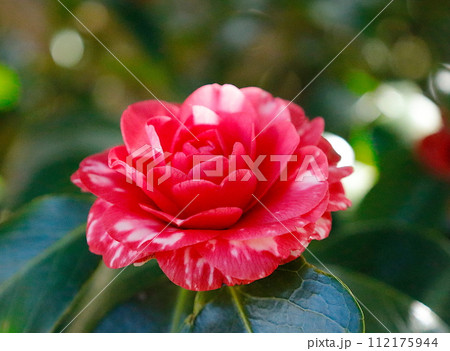 2色の花びらの菊冬至(きくとうじ)という椿 2色の花びらの菊冬至(きくとうじ)という椿 112175944
