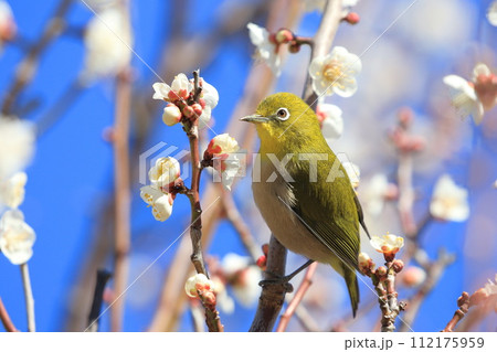 梅の密を求めて動き回るメジロ  　　　　　　　   112175959