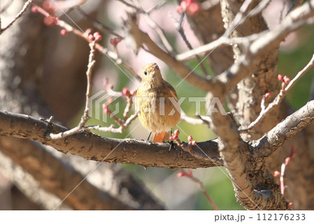 エサを探す愛らしいジョウビタキのメス エサを探す愛らしいジョウビタキのメス 112176233