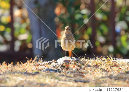 エサを探す愛らしいジョウビタキのメス エサを探す愛らしいジョウビタキのメス 112176244