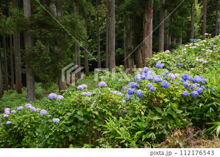 北茨城あじさいの森　2023-6-25　＃63　 112176543