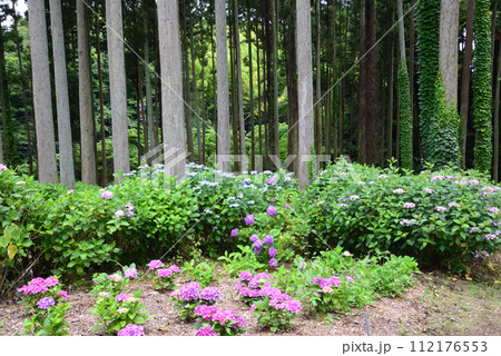 北茨城あじさいの森 2023-6-25 #67 北茨城あじさいの森 2023-6-25 #67 112176553