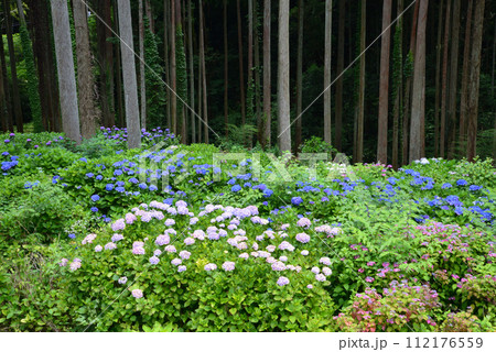 北茨城あじさいの森 2023-6-25 #70 北茨城あじさいの森 2023-6-25 #70 112176559