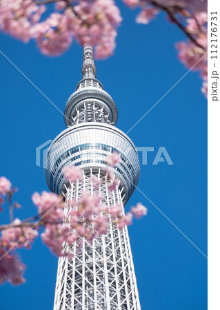 春の東京スカイツリーと河津桜　 112176731