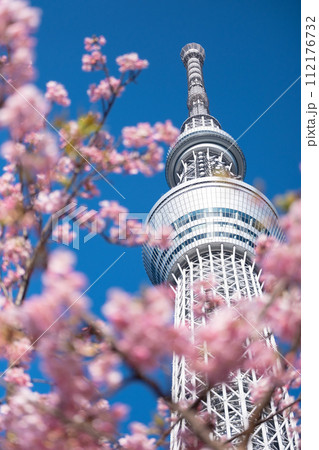 春の東京スカイツリーと河津桜　 112176732