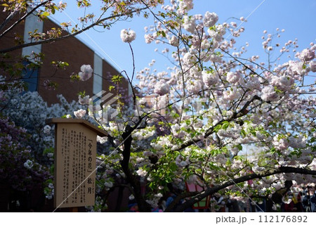 大阪　造幣局　桜の通り抜け　松月 112176892