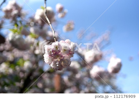 大阪　造幣局　桜の通り抜け　松月 112176909