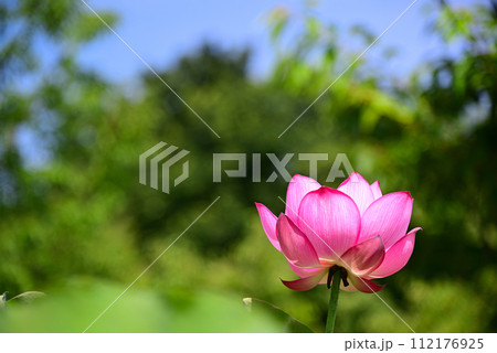 夏の朝に開く蓮の花 夏の朝に開く蓮の花 112176925