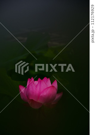 夏の朝に開く蓮の花 112176929