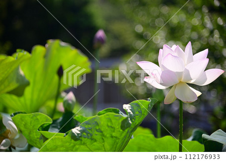 夏の朝に開く蓮の花 夏の朝に開く蓮の花 112176933