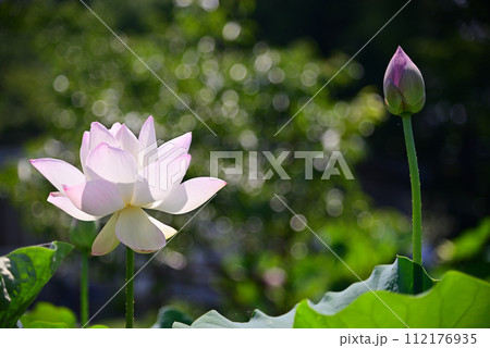 夏の朝に開く蓮の花 夏の朝に開く蓮の花 112176935