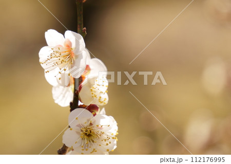 梅林に咲く白い梅の花19 112176995