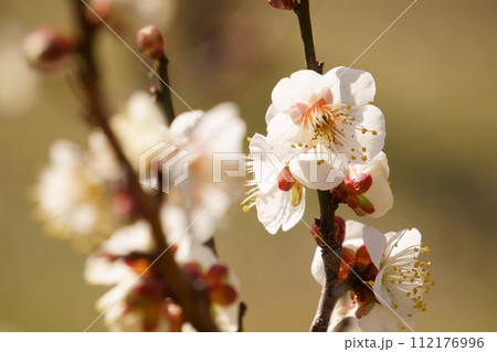 梅林に咲く白い梅の花18 梅林に咲く白い梅の花18 112176996
