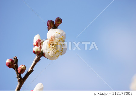 青空に映える白い梅の花1 112177005