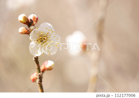 梅林に咲く白い梅の花14 梅林に咲く白い梅の花14 112177006