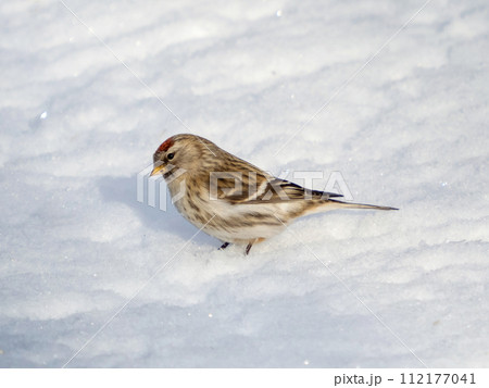 Common redpoll (Acanthis flammea) in its natural environment. Female of Common redpoll or Acanthis flammea on white snow background in sunny daylight 112177041