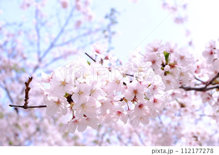 青空に映える満開の桜 青空に映える満開の桜 112177278
