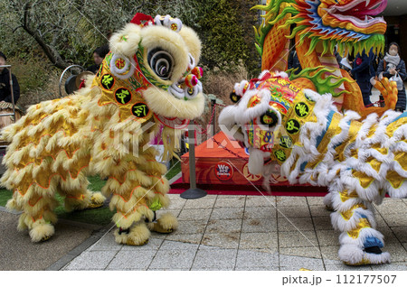 横浜中華街　春節祭　採青　春節祈願獅子舞 112177507