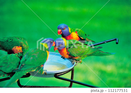 水を飲むロリキート 112177531