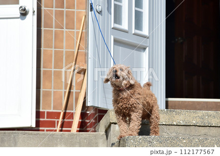 Puppy dog guarding the house is barking Puppy dog guarding the house is barking 112177567