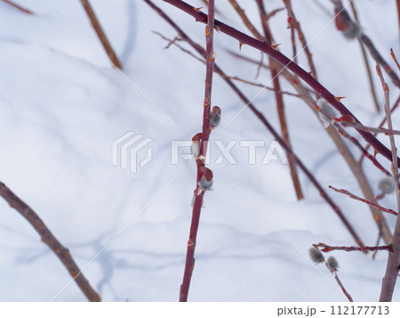 雪解け間近の雪原で、冬芽の帽子を被った早春のネコヤナギの蕾 雪解け間近の雪原で、冬芽の帽子を被った早春のネコヤナギの蕾 112177713