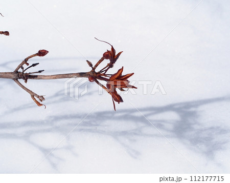 早春の日差しに照らされた、レンゲツツジの冬枯れした朔果 112177715