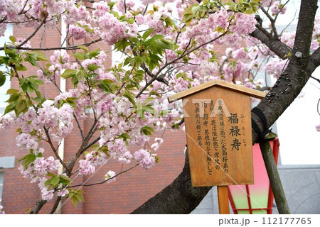 大阪　造幣局　桜の通り抜け　福禄寿 112177765