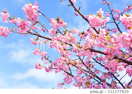 桃の花 112177820