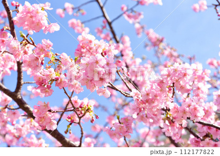 桃の花 112177822