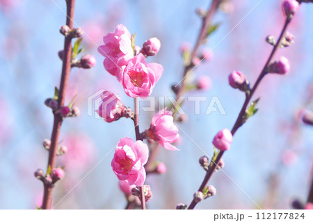 桃の花 桃の花 112177824