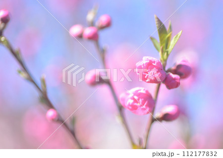 桃の花 112177832