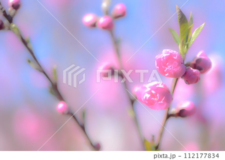 桃の花 112177834