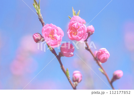桃の花 112177852