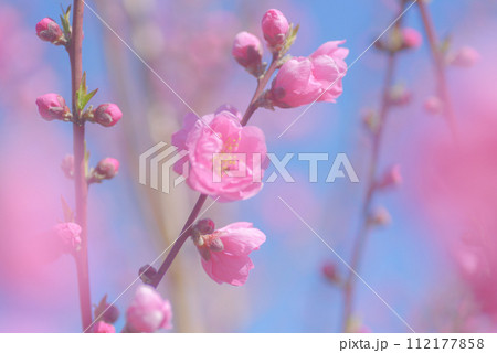 桃の花 112177858